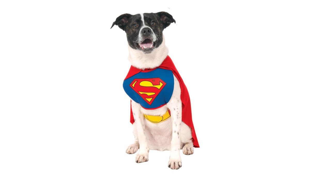Transform your dog into one of the best superheroes around.