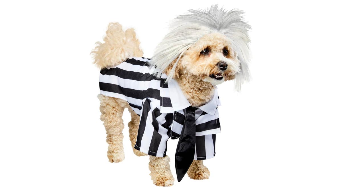 Don't say your pet's name three times while they're wearing this costume. 