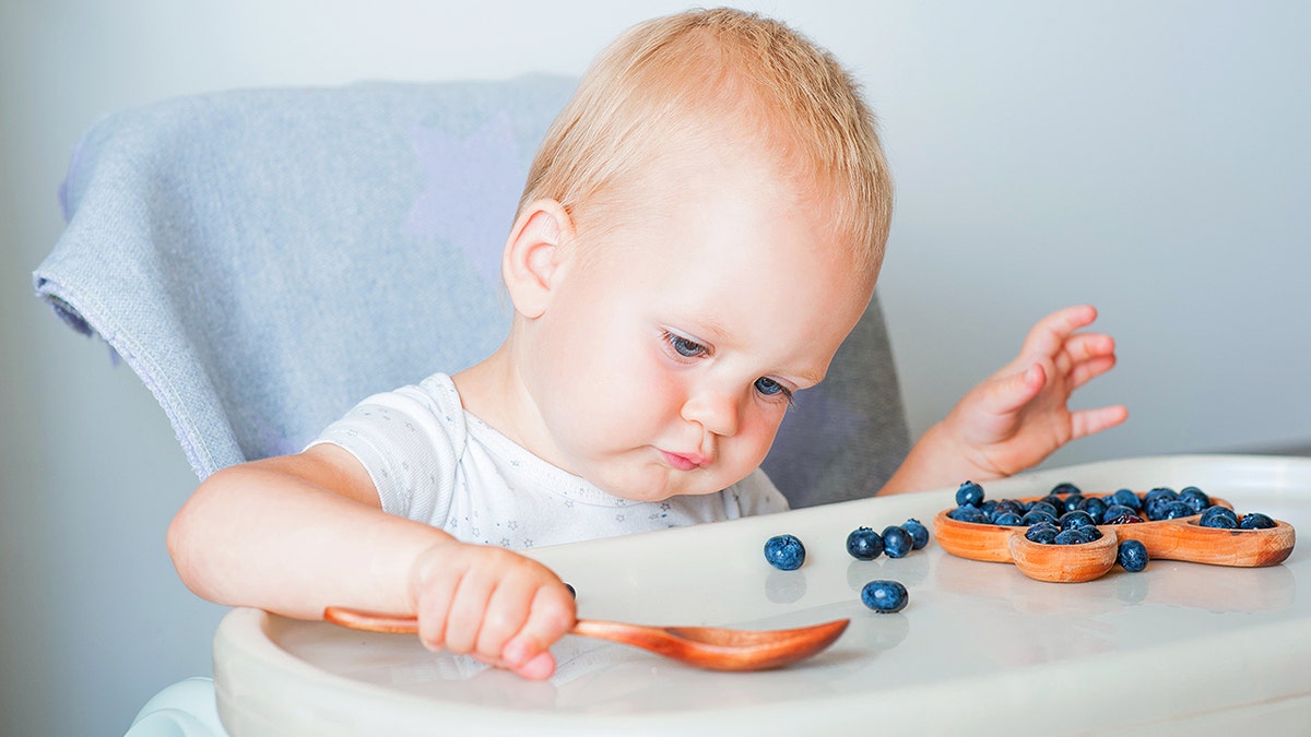 Blonde toddler boy eating blueberries wooden spoon in highchair.