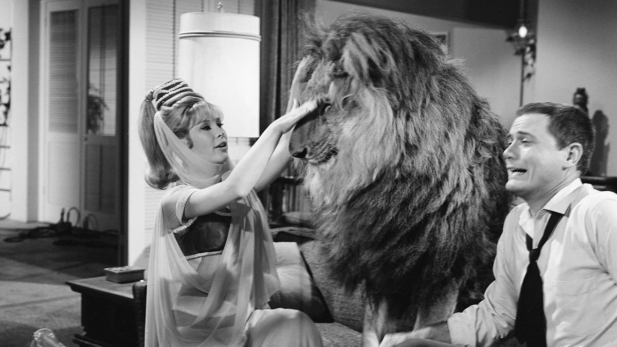 Barbara Eden stroking a lion as Jeannie as Larry Hagman looks surprised.