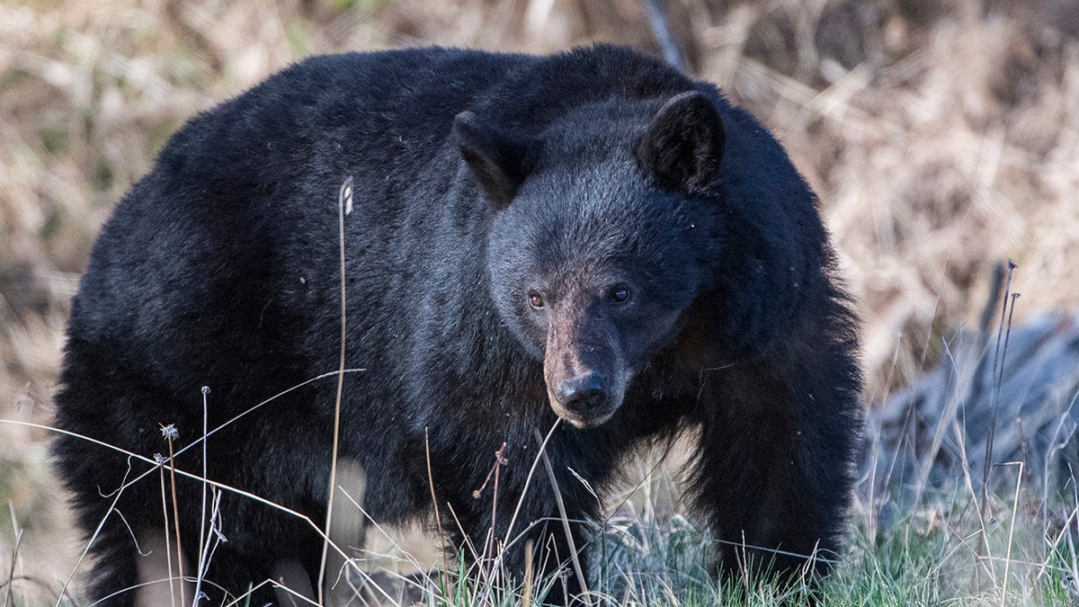 Black bear moving through brush
