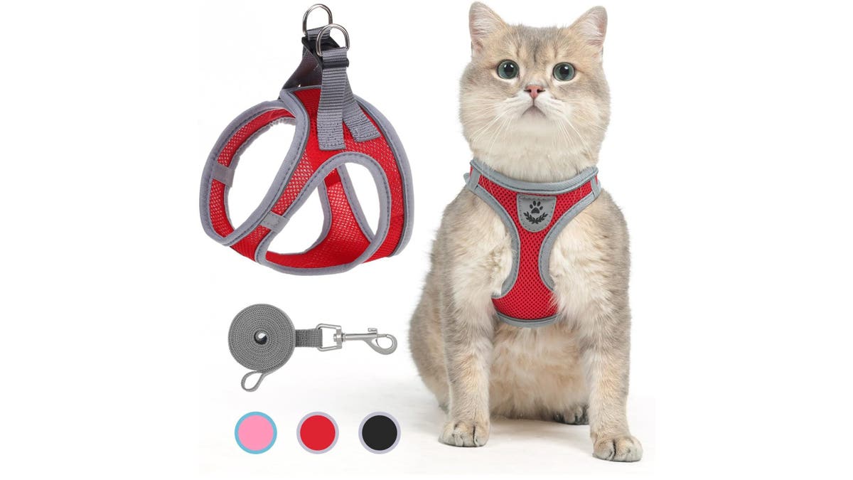 This harness and leash is a great way to keep track of your cat.