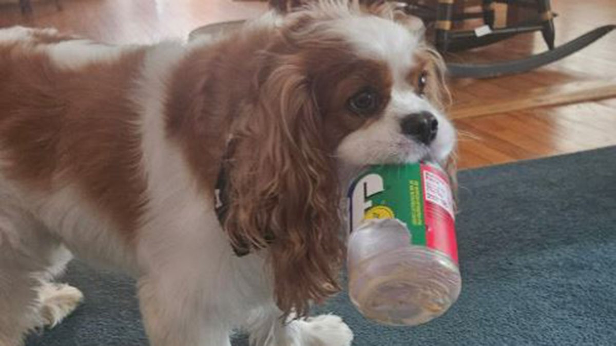 Henry, the dog who was killed