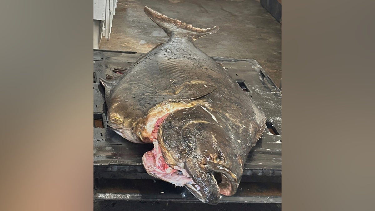 Massive halibut caught by 13-year-old, seen on table before filleting