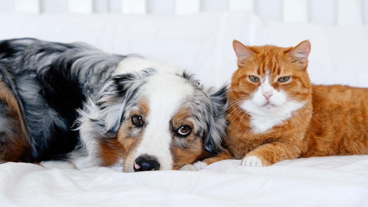 Early Prime Big Deal Days pet deals: Save up to 63% on dog beds, cat trees and more