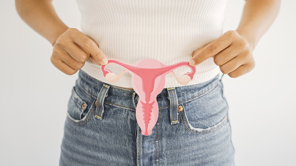 woman holding a female reproductive system model