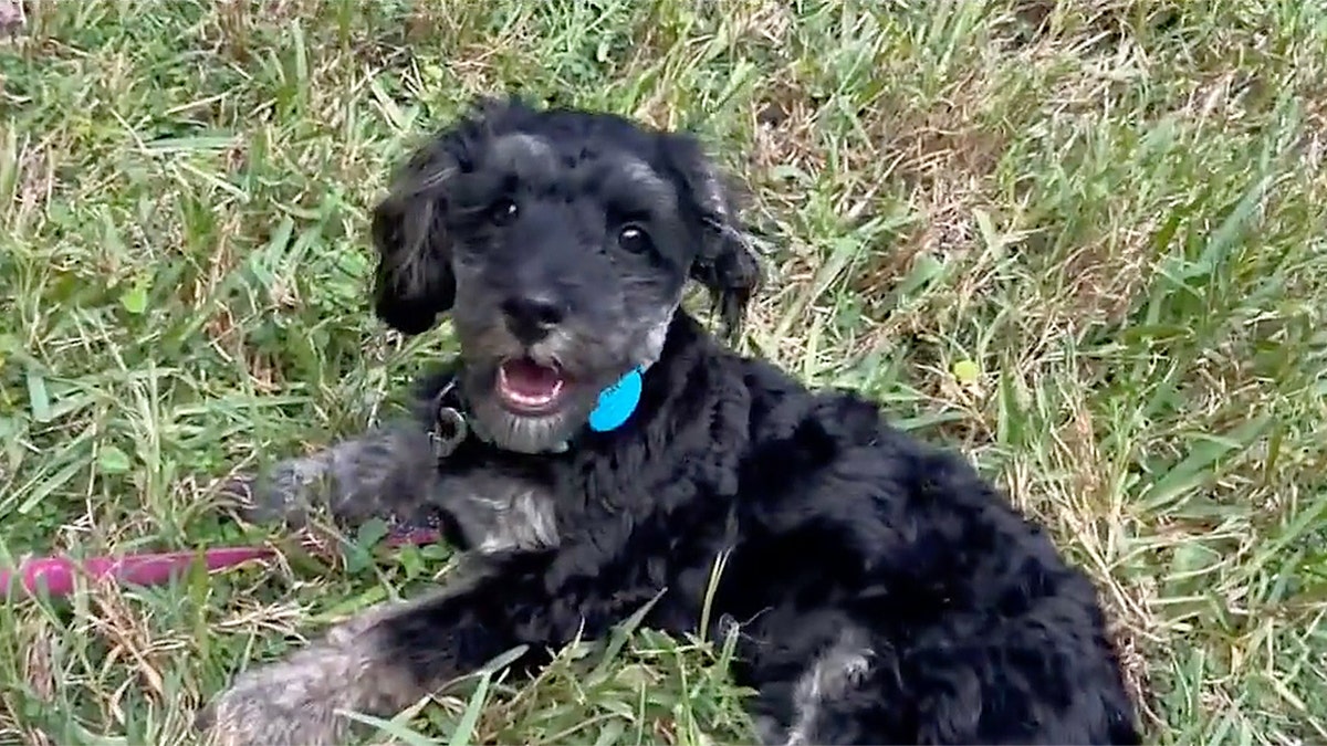 Dax, a dog saved by owner in Florida
