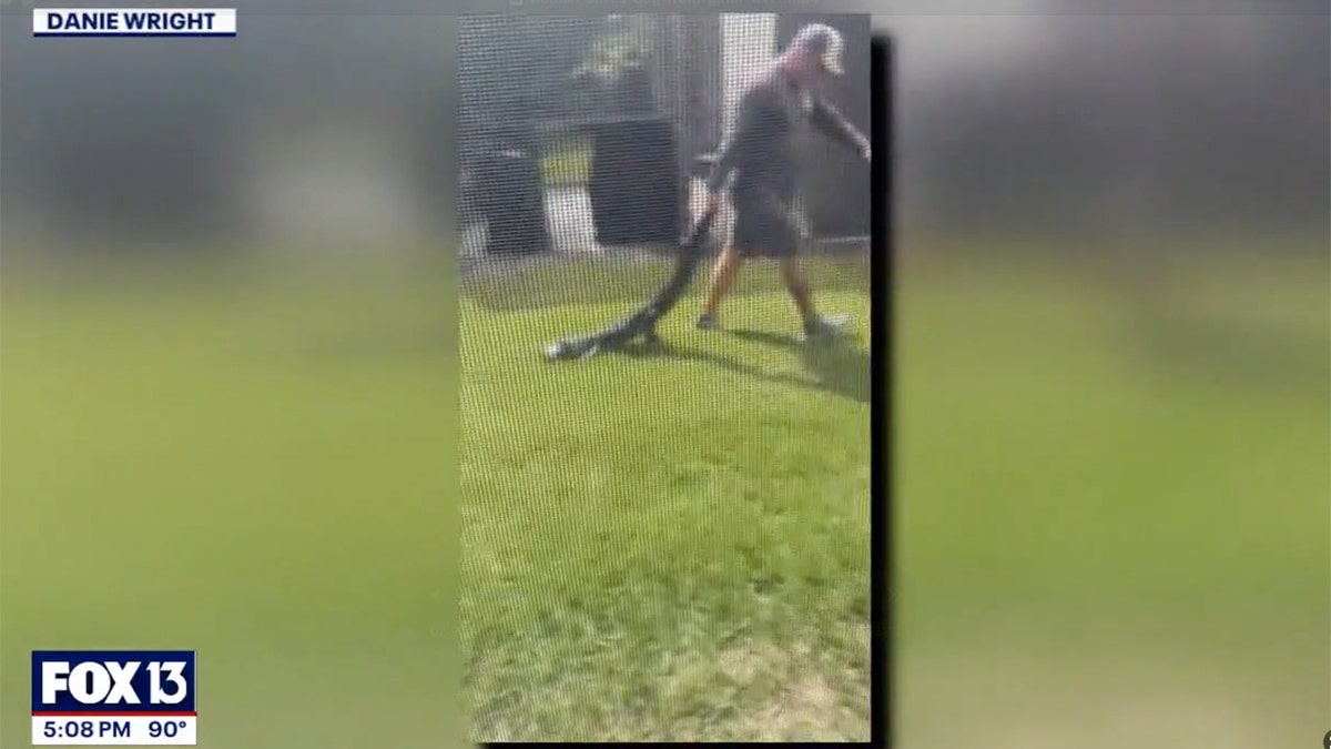 Gator trapped after attack in Florida