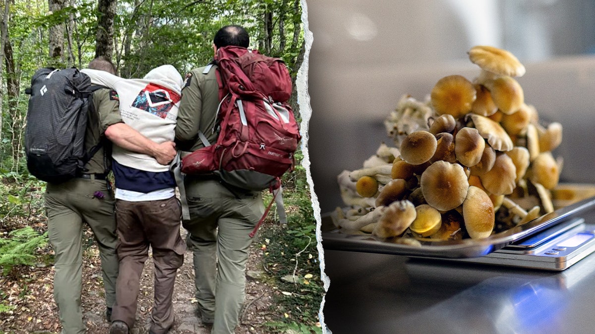 Rangers rescue the disoriented hikers of the Catskillians; display psychedelic mushrooms on a large scale.