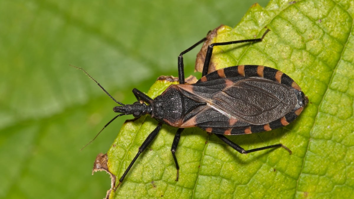 Kissing bug Chagas disease