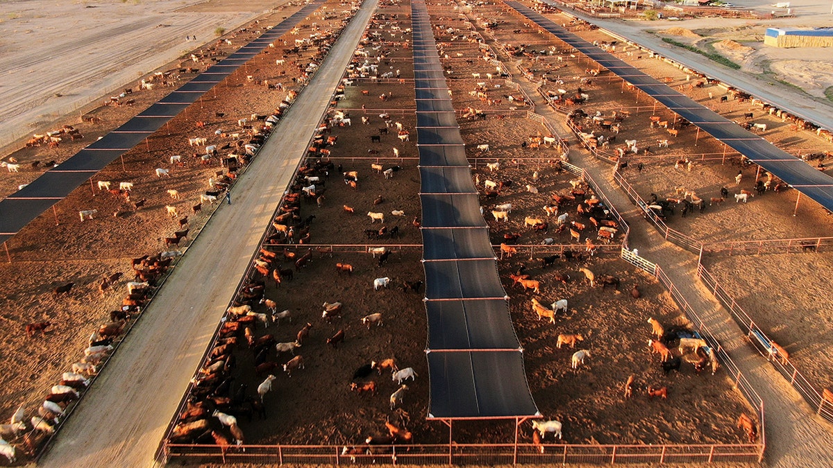 Cattle feed at a ranch in Mexico near the U.S. border.