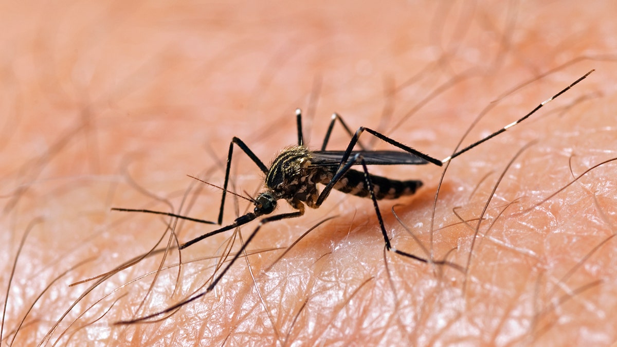 Nearly 770 West Nile cases reported infections this summer