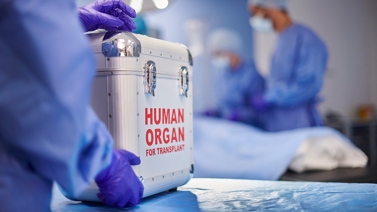 Organ transplant surgery transportation, gloved hands