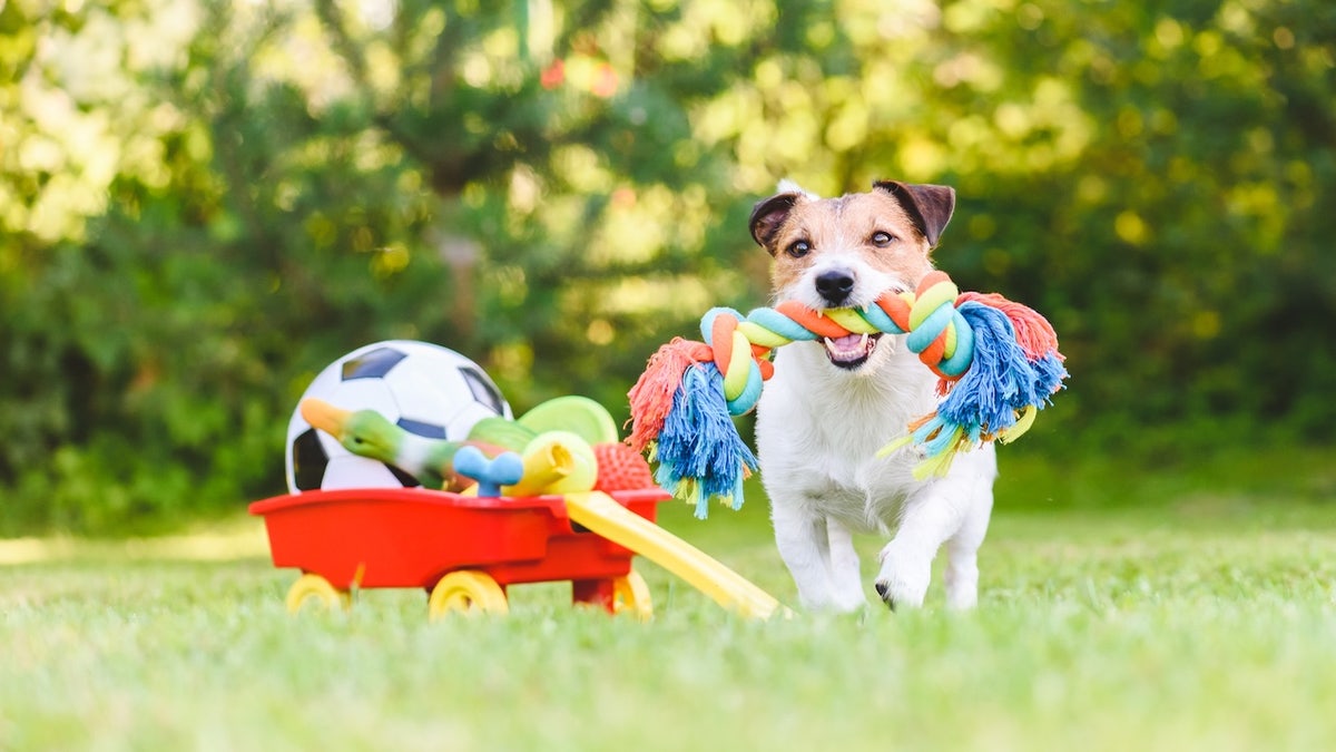 Jack Russell Terrier carrying in mouth colorful dog rope toy