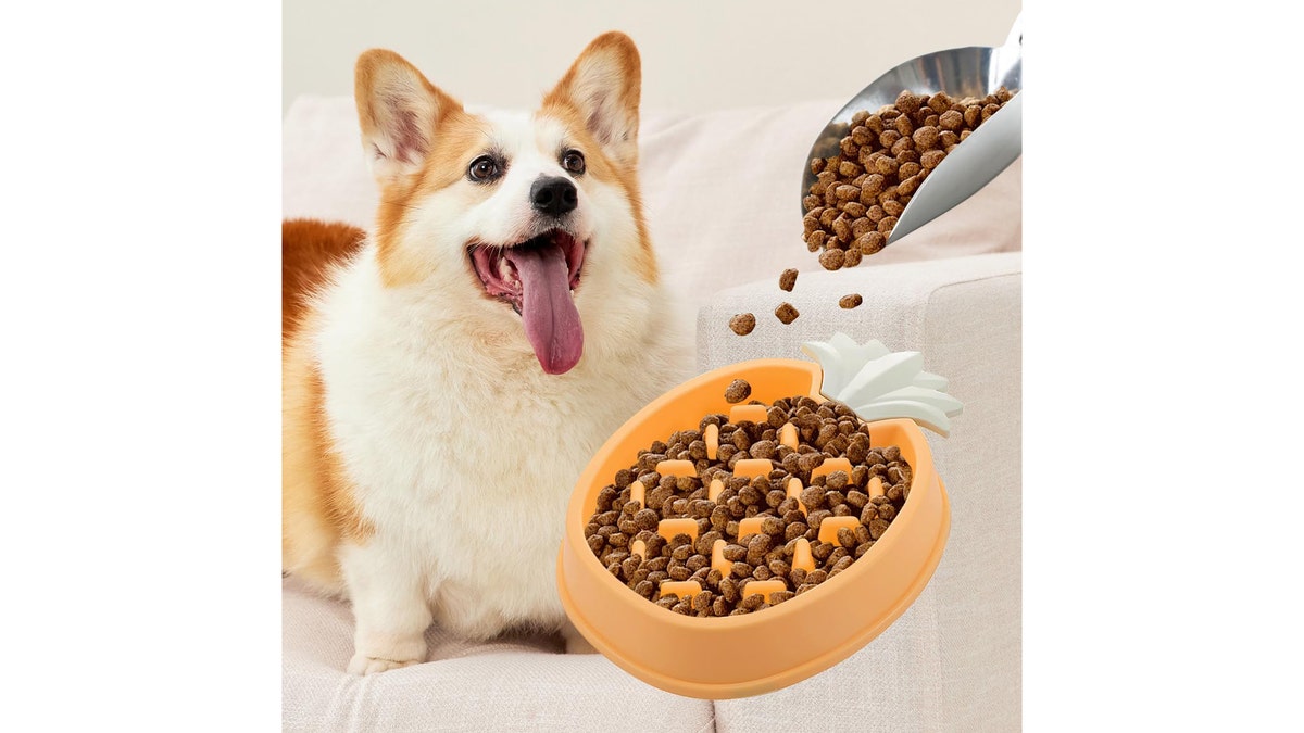 This maze feeder bowl slows down fast eaters.