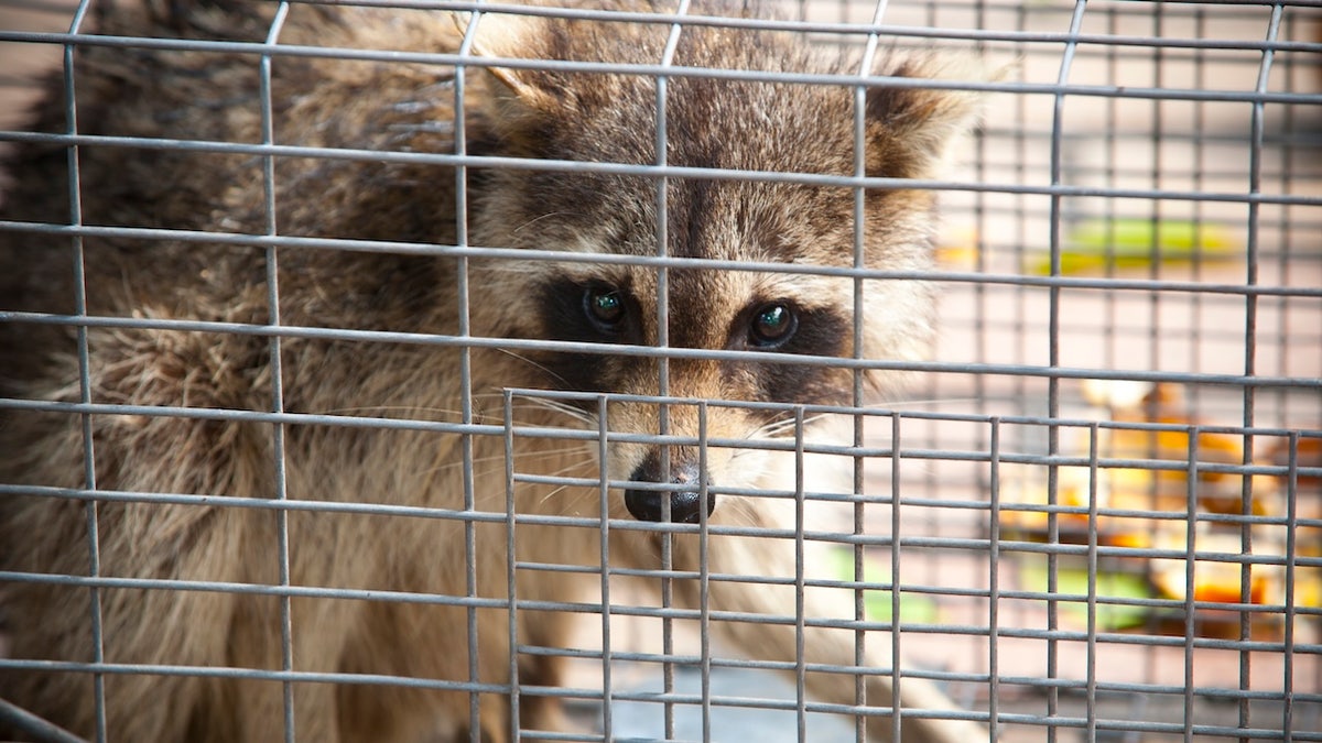 Raccoon in cage