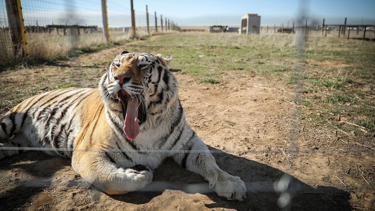 Rescued Joe Exotic tiger