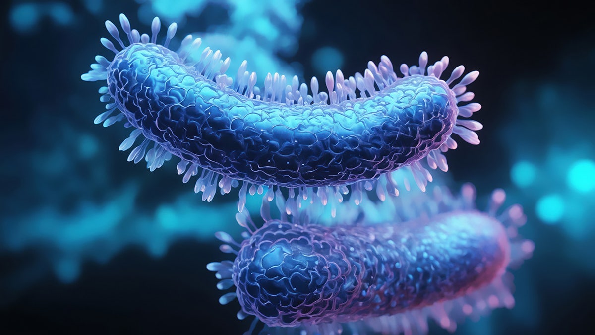 TB bacteria