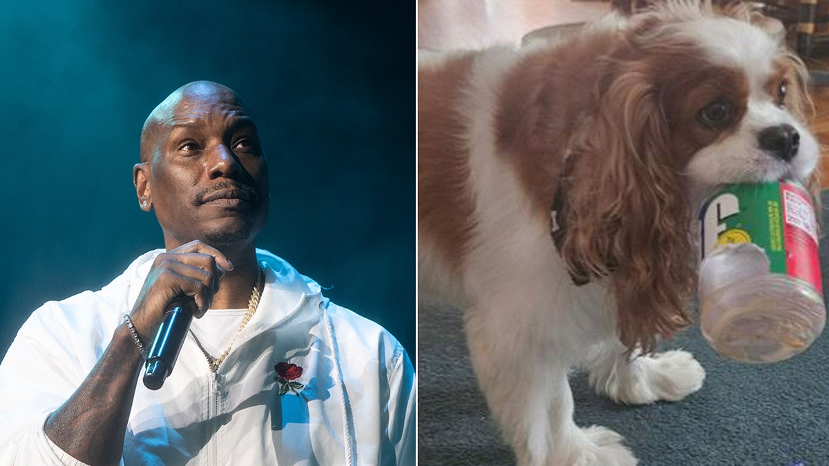 Split of Tyrese Gibson and the dog who was killed