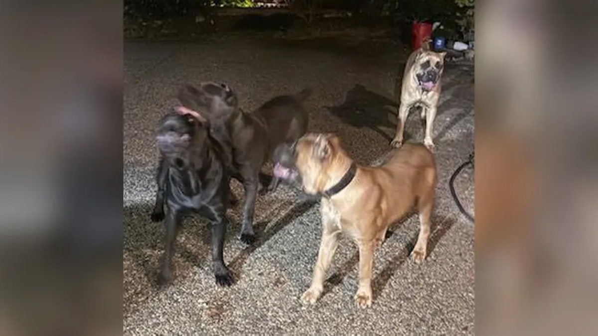 Photo of Gibson's dogs