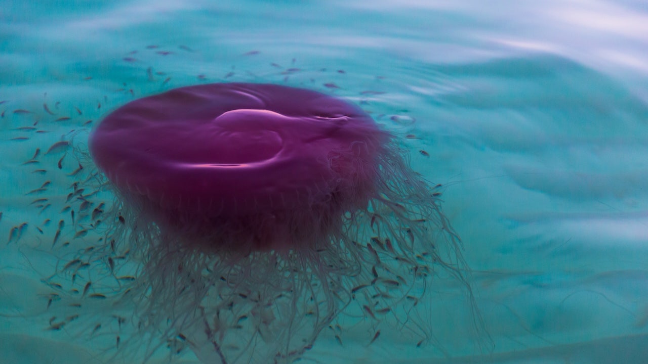 Stinging pink meanie jellyfish spotted washing ashore along Texas