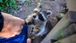 Person feeding raccoon