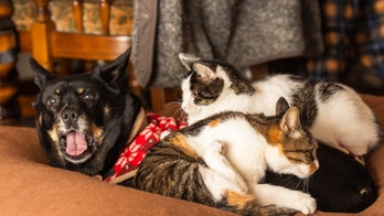 Early Prime Big Deal Days pet deals: Up to 50% off cat towers, toys and grooming gear