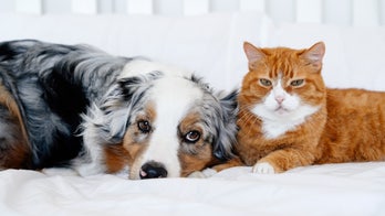 Early Prime Big Deal Days pet deals: Save up to 44% on dog beds, cat trees and more
