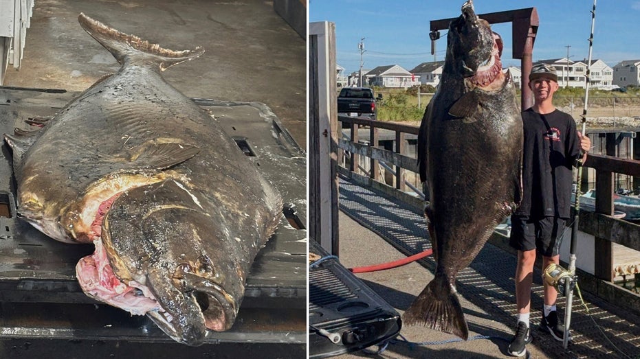New Hampshire teen reels in 177-pound halibut, could set record