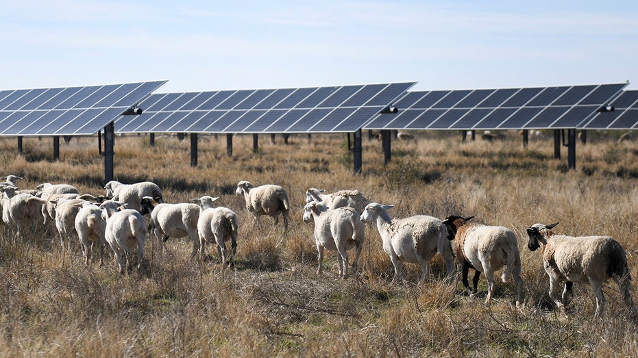 Solar companies deploy sheep across farms in growing green energy trend