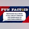 Red blood cells make a full circuit through the human body in less than a minute