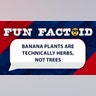 Banana plants are technically herbs, not trees