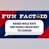 Naked mole rats are highly resistant to cancer