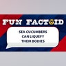 Sea cucumbers can liquefy their bodies