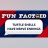 turtle shells have nerve endings