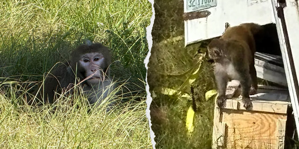 Escaped monkeys from Mississippi truck crash puts spotlight on NIH-funded Tulane lab