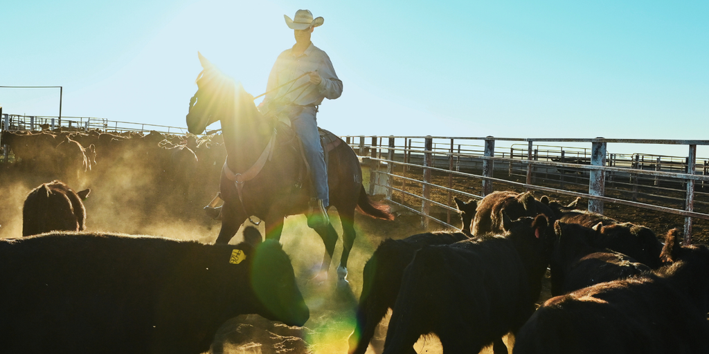 foxnews.com - Amanda Macias - In Texas cattle country, one rancher welcomes Trump's focus on decades of thin margins