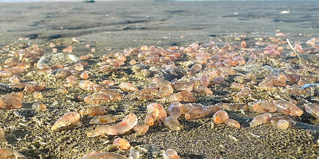 sea-cucumber-wash-up-oregon-beach-001.jp