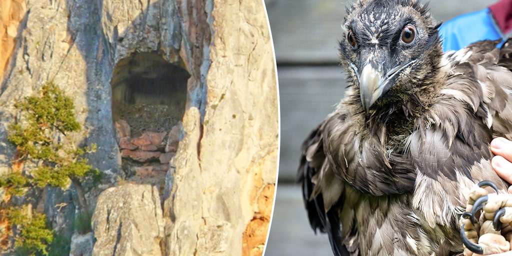 Medieval shoe found in vulture nest reveals centuries-old secrets in European mountain caves