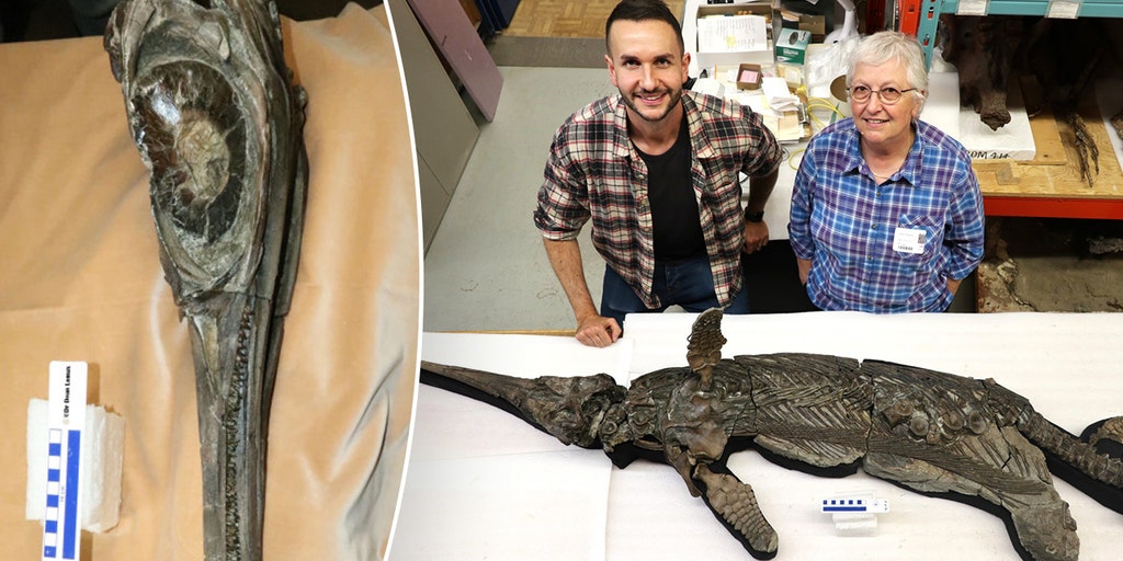 Scientists solve mystery of 'sword dragon' skeleton found on coast after decades of study