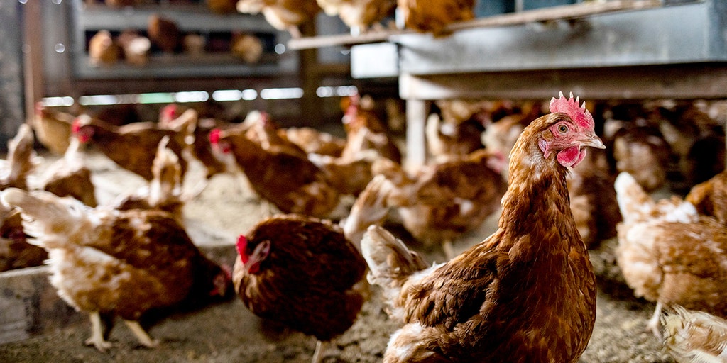 Bird flu cases on the rise, as illness confirmed at Georgia commercial poultry farm