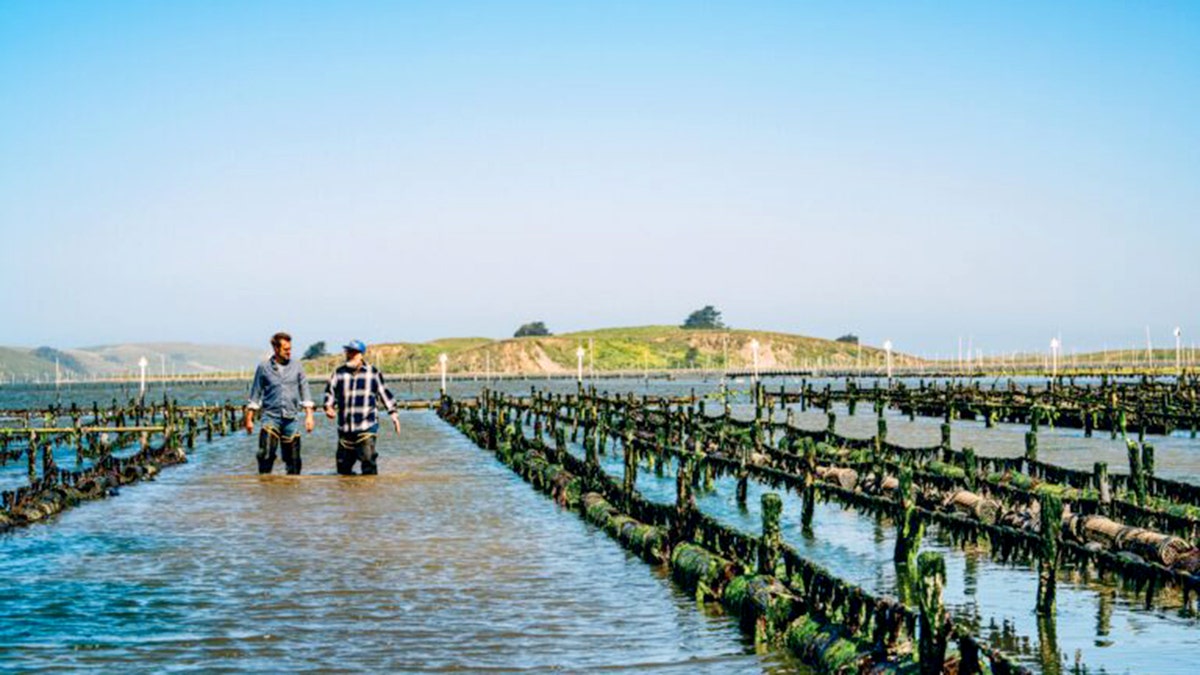 Barton Seaver and Andrew Zimmern trudge through the knee-deep water at an oyster farm.