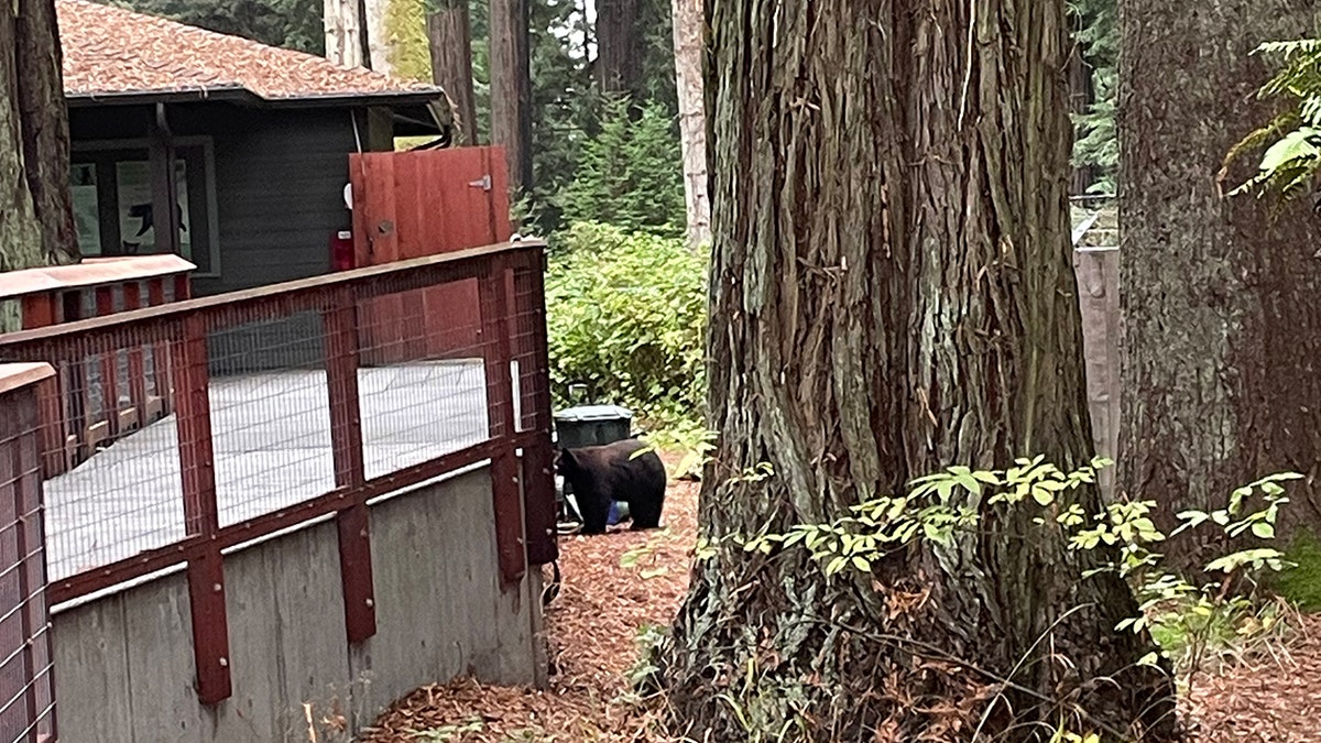 A wild black bear standing on zoo grounds after climbing over fence.