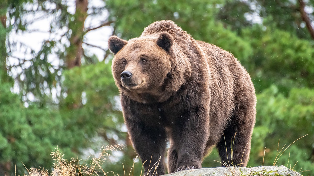 Bear on a rock