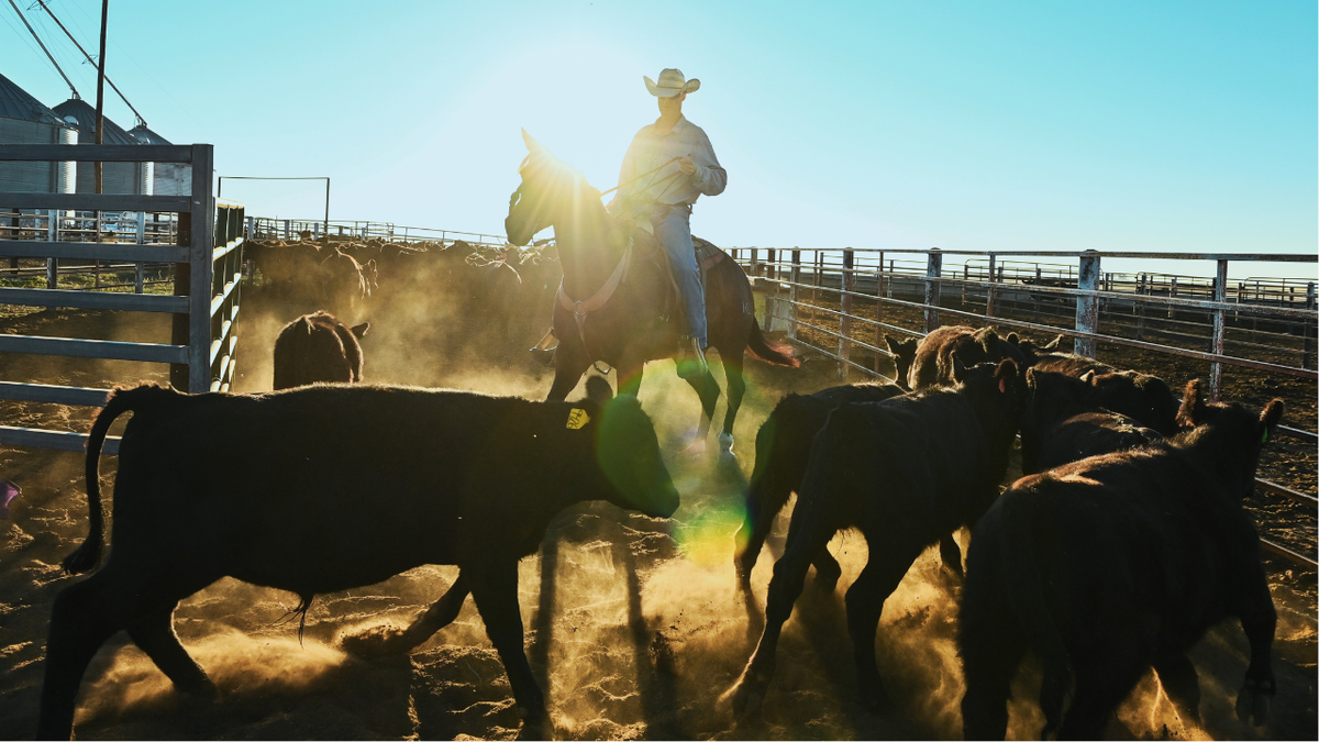 Um fazendeiro em Nebraska reúne gado antes de um leilão
