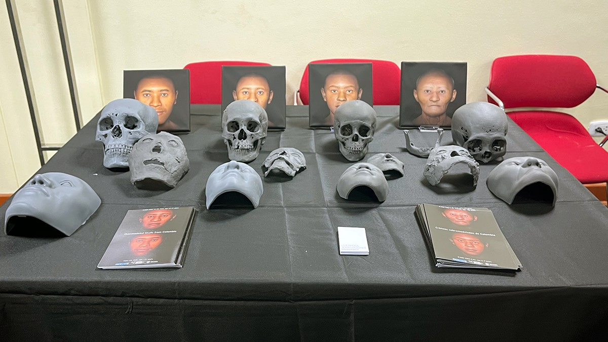 Experts unveil ancient Colombian faces from 13th-18th centuries by digital reconstruction 1 Skulls on table next to facial depictions