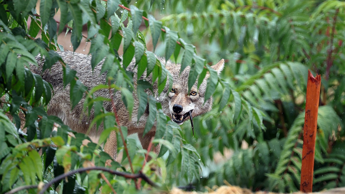 Coyote bares teeth behind brush.