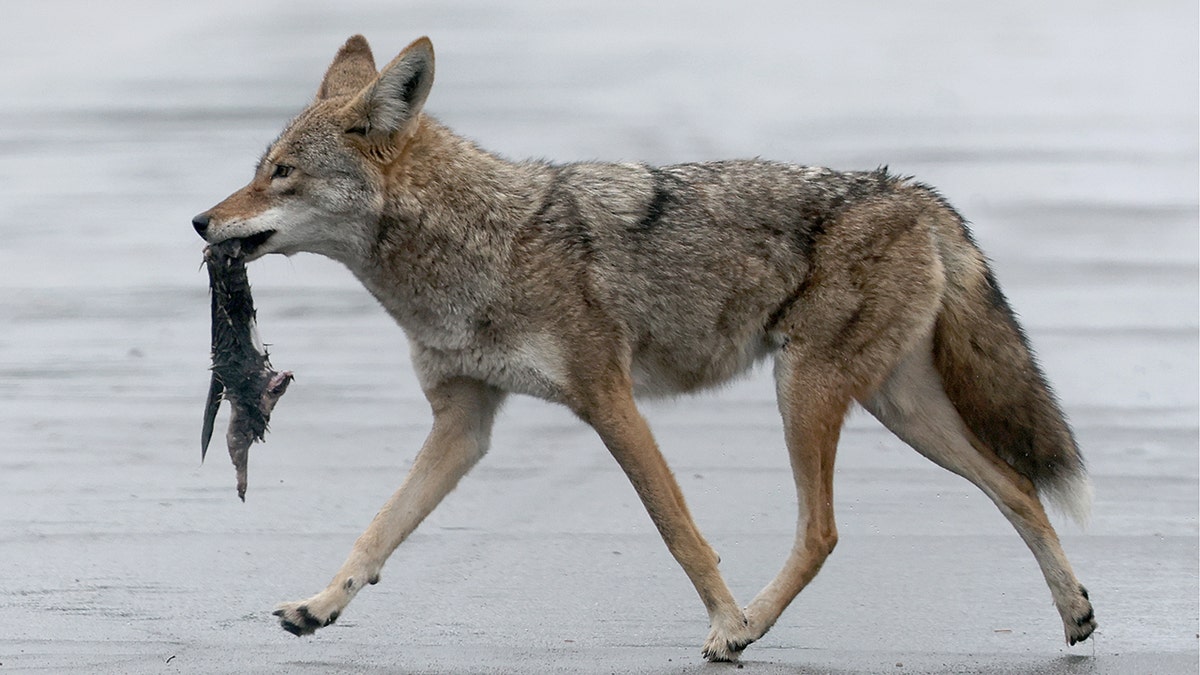 Coyote carrying food scraps.
