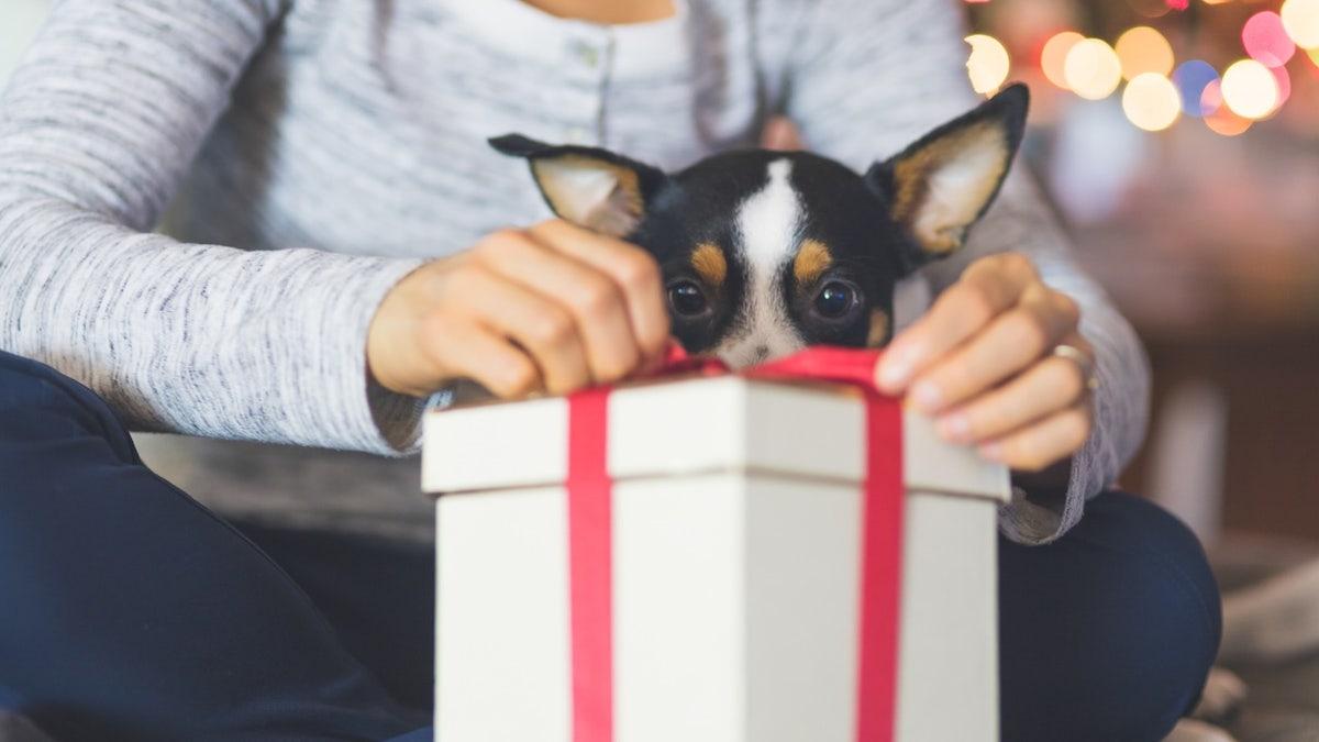 A young woman opens a Christmas present while her adorable little dog sits in her lap and watches her open. The gift is in the foreground. There lights flickering on the tree in the background.