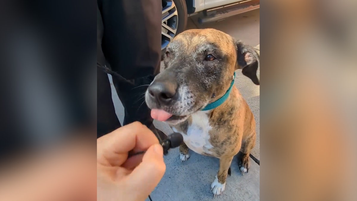 Anjing itu menjilat bibirnya sambil duduk di luar di samping orang